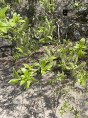 Salix sinica