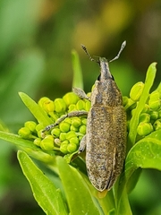 Lixus myagri