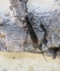 Braconinae