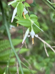 Vaccinium japonicum lasiostemon