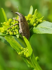 Lixus myagri