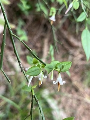 Vaccinium japonicum lasiostemon