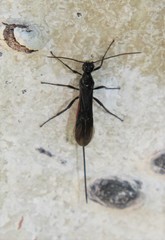 Braconinae