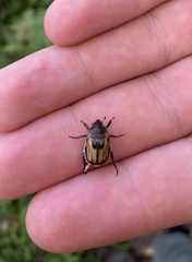 Chaetopteroplia segetum