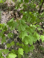 Acer pictum