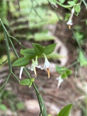 Vaccinium japonicum lasiostemon