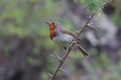 Erithacus rubecula superbus