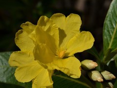 Hibbertia dealbata