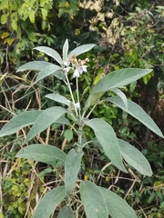 Solanum stipulaceum