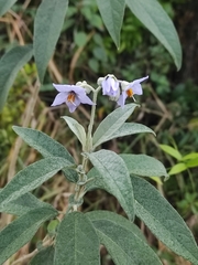 Solanum stipulaceum