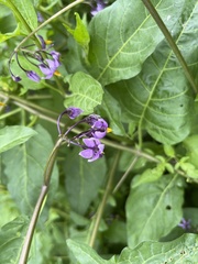 Solanum dulcamara