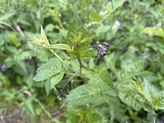 Solanum dulcamara