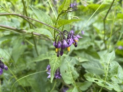 Solanum dulcamara