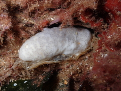 Lissoclinum perforatum