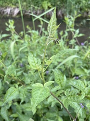 Solanum dulcamara