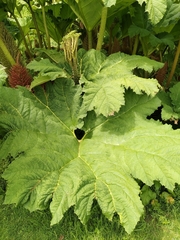 Gunnera manicata