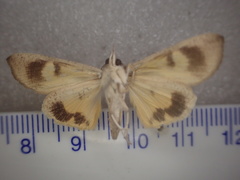 Hypocala guttiventris