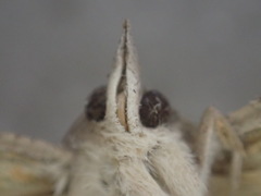 Hypocala guttiventris