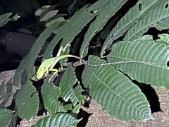 Bronchocela
