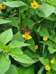 Anthanassa
