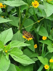 Anthanassa