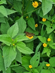 Anthanassa