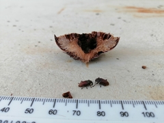 Euderes lineicollis