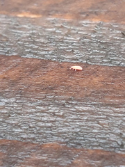 Bilobella