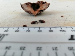 Euderes lineicollis