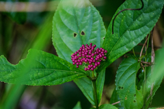 Callicarpa dichotoma