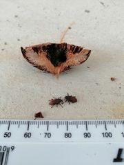Euderes lineicollis