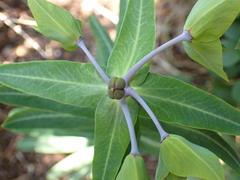 Euphorbia lathyris