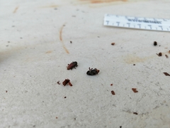 Euderes lineicollis