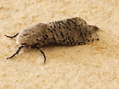 Polyphagozerra coffeae