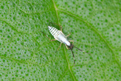 Cyllecoris histrionius