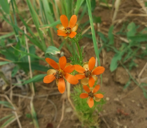 Hlaváčik letný (Adonis aestivalis)