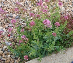 Centranthus ruber