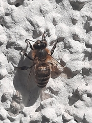 Apis mellifera
