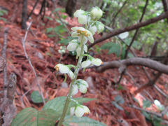 Pyrola japonica