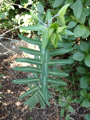 Euphorbia lathyris