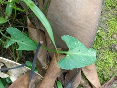 Viola inconspicua nagasakiensis