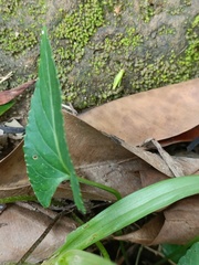 Viola inconspicua nagasakiensis