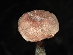 Lepiota haemorrhagica