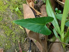 Viola inconspicua nagasakiensis