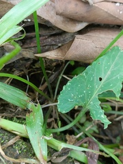 Viola inconspicua nagasakiensis