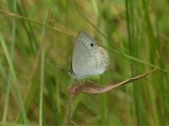Erina erina erinus