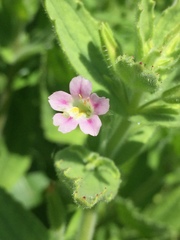 Erythranthe parishii