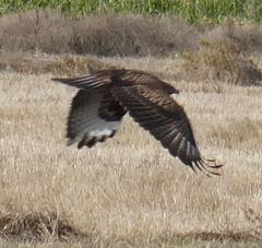 Buteo rufinus