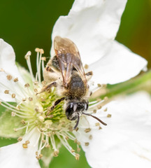 Andrena rugosa