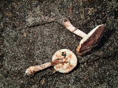 Lepiota haemorrhagica